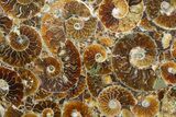 Plate Made Of Agatized Ammonite Fossils #51051-3